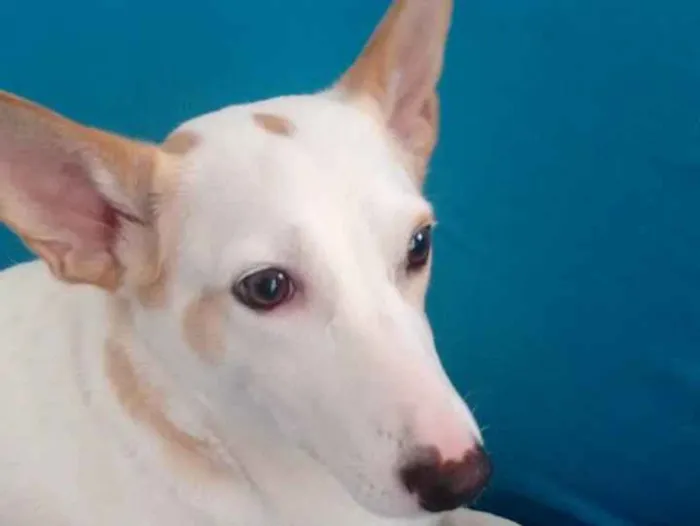 Cachorro ra a Indefinida idade 6 ou mais anos nome Bebê