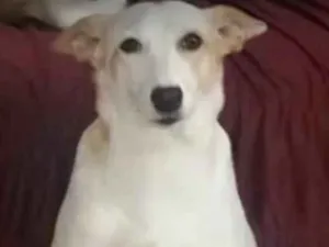 Cachorro raça Indefinida idade 6 ou mais anos nome Bebê