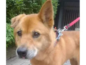 Cachorro raça mix chow-chow idade 6 ou mais anos nome (lina)