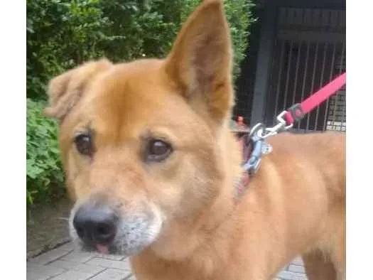 Cachorro ra a mix chow-chow idade 6 ou mais anos nome (lina)