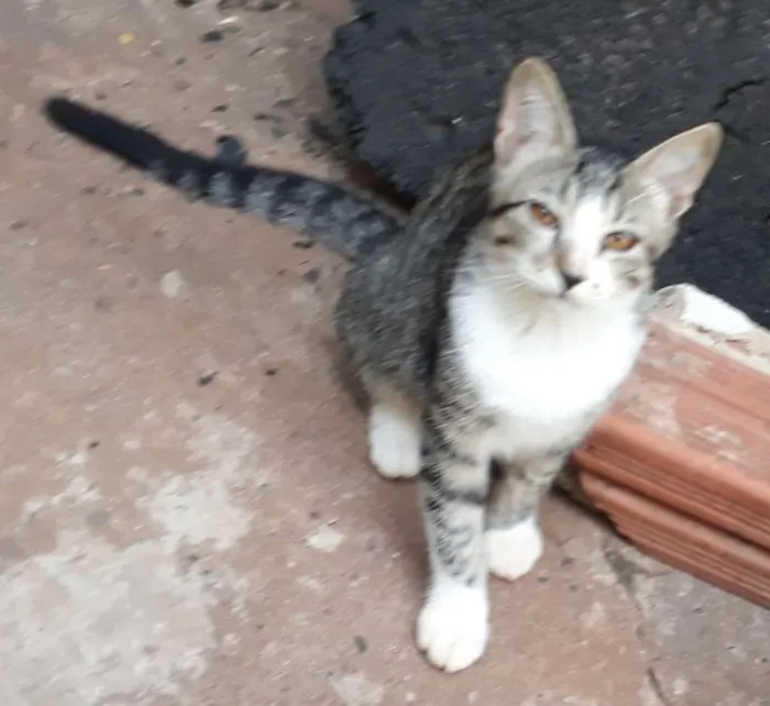 Gato ra a Gatos comuns idade 2 a 6 meses nome Sem nome