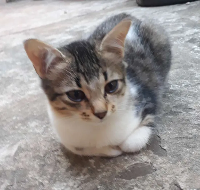 Gato ra a Gatos comuns idade 2 a 6 meses nome Sem nome