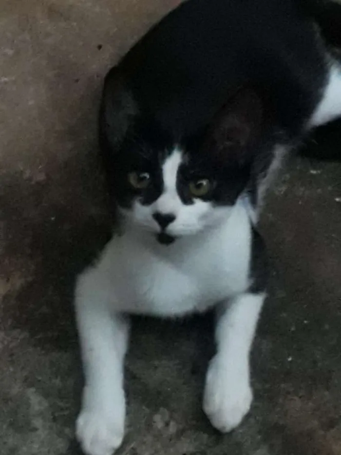 Gato ra a Gatos comuns idade 2 a 6 meses nome Sem nome