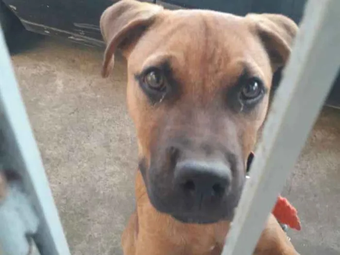 Cachorro raça Mestiça idade 2 a 6 meses nome Marley