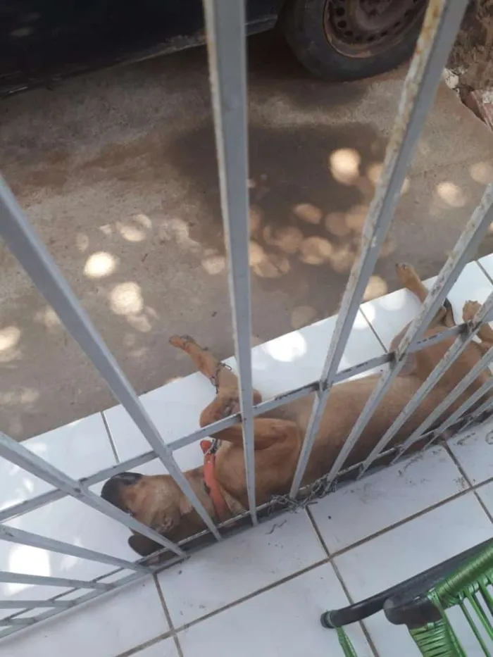 Cachorro raça Mestiça idade 2 a 6 meses nome Marley