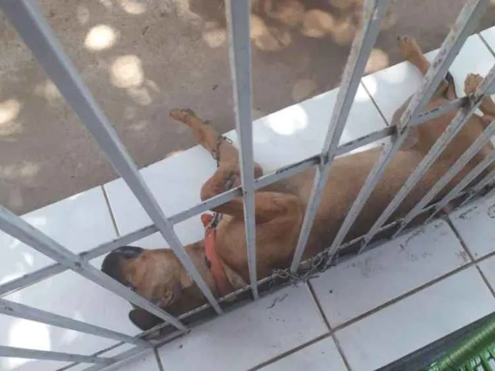 Cachorro raça Mestiça idade 2 a 6 meses nome Marley