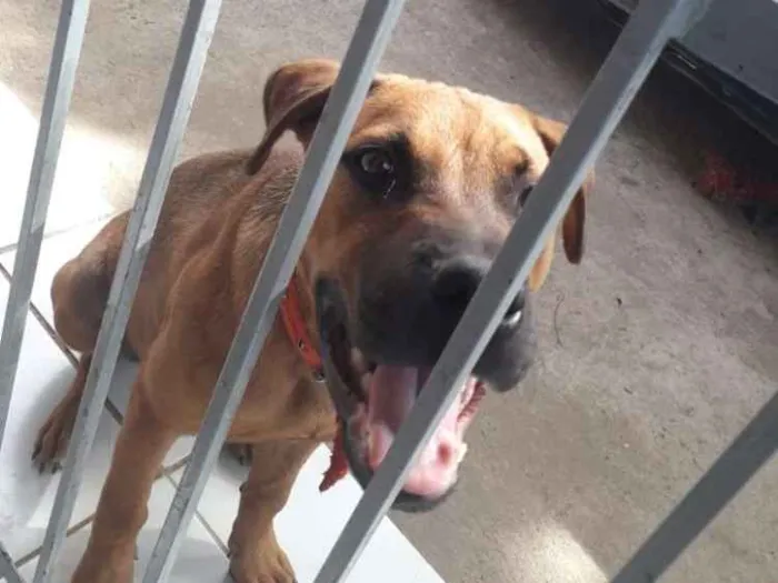 Cachorro raça Mestiça idade 2 a 6 meses nome Marley