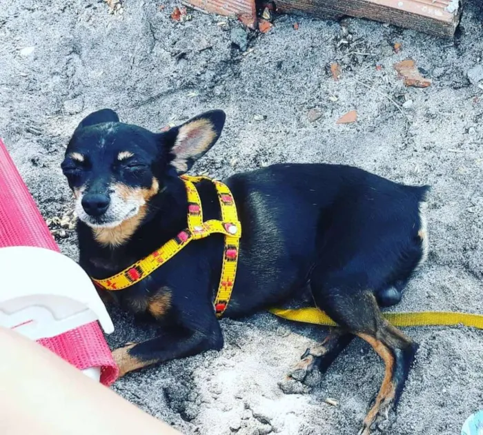 Cachorro raça Pincher idade 6 ou mais anos nome Fiuk