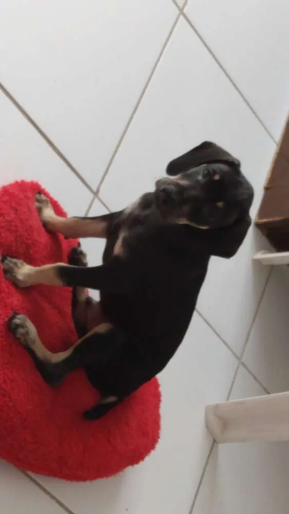 Cachorro ra a Srd idade 2 a 6 meses nome Billy
