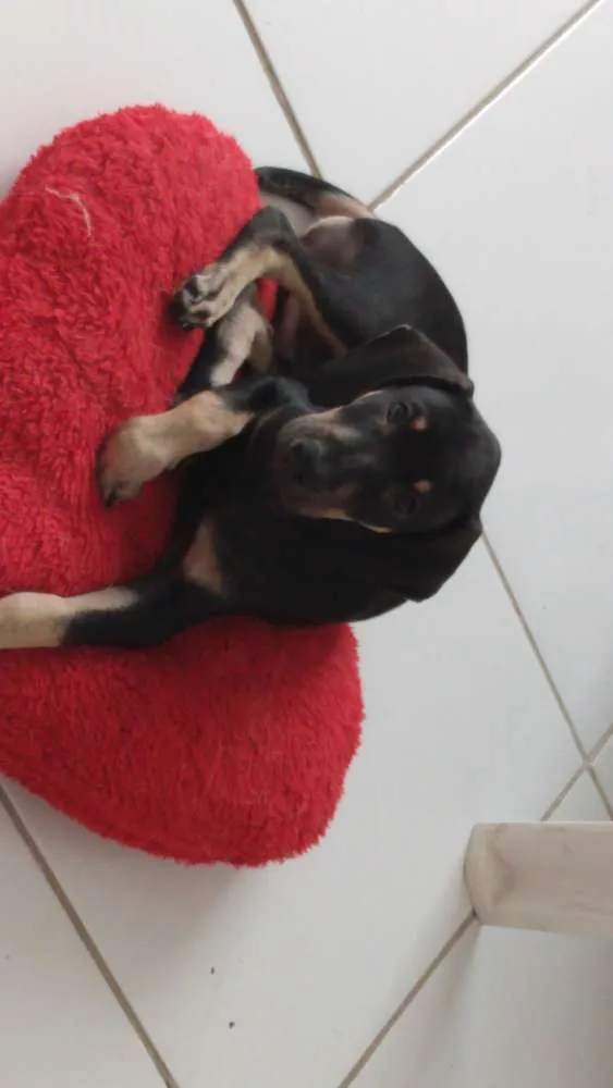 Cachorro ra a Srd idade 2 a 6 meses nome Billy