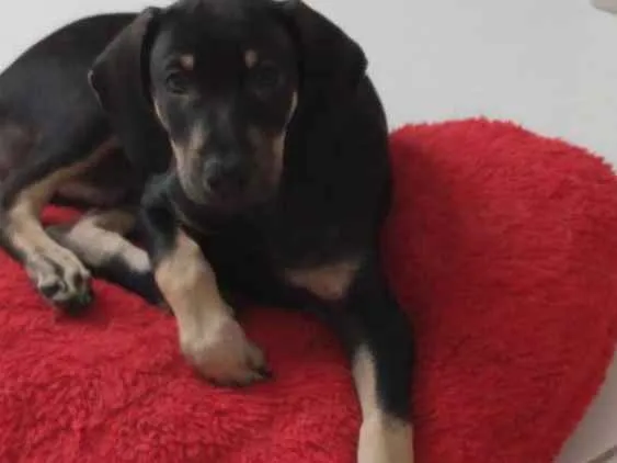 Cachorro ra a Srd idade 2 a 6 meses nome Billy
