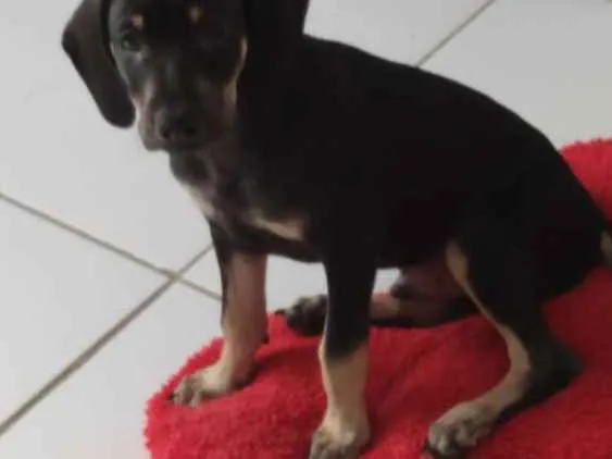 Cachorro ra a Srd idade 2 a 6 meses nome Billy