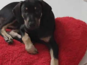 Cachorro raça Srd idade 2 a 6 meses nome Billy