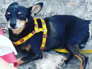 Cachorro raça Pincher idade 6 ou mais anos nome Fiuk