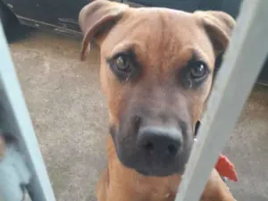 Cachorro raça Mestiça idade 2 a 6 meses nome Marley
