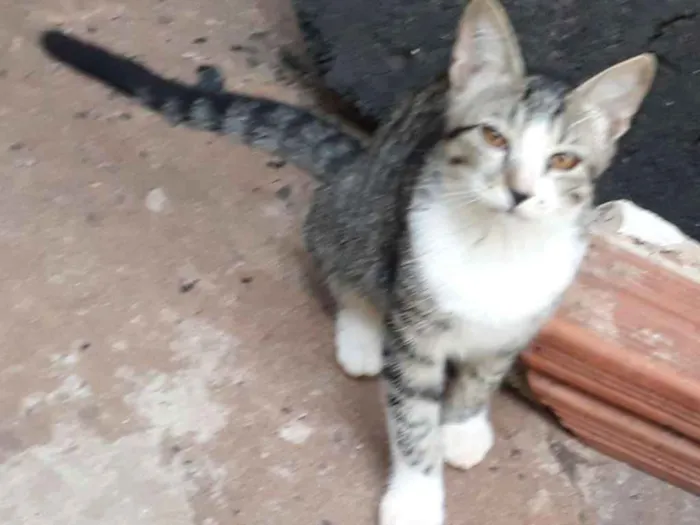 Gato ra a Gatos comuns idade 2 a 6 meses nome Sem nome