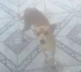 Billy