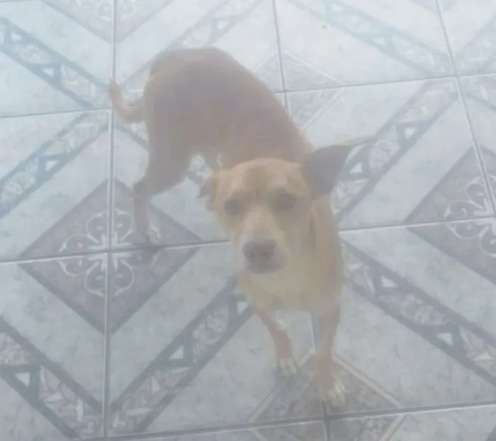 Cachorro ra a Mestiço  idade 3 anos nome Billy