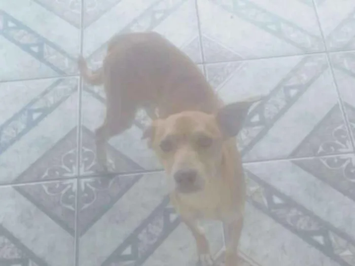 Cachorro ra a Mestiço  idade 3 anos nome Billy
