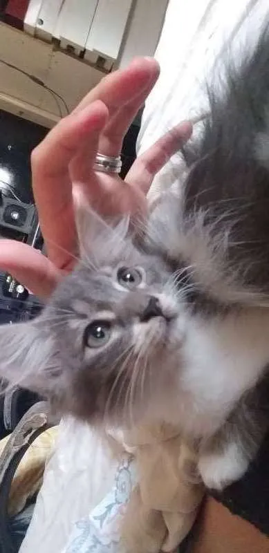 Gato ra a Vira lata idade 2 a 6 meses nome Sem nome definido
