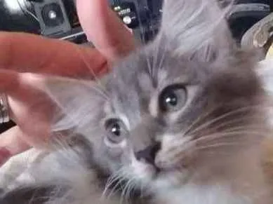 Gato ra a Vira lata idade 2 a 6 meses nome Sem nome definido