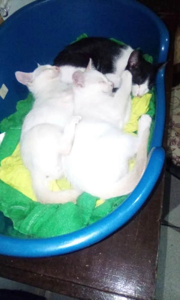 Gato ra a Srs idade 2 a 6 meses nome Branquinho
