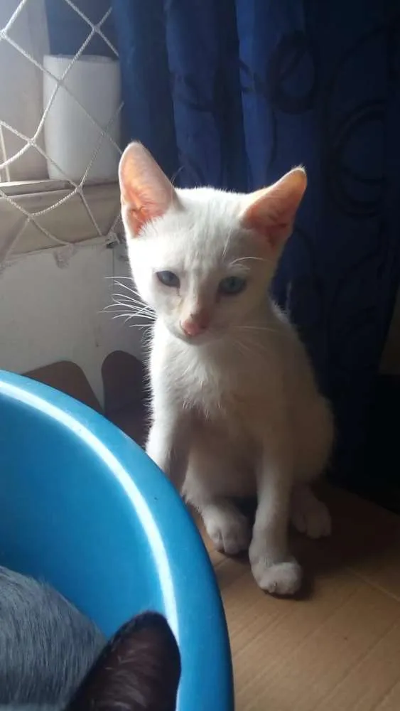 Gato ra a Srs idade 2 a 6 meses nome Branquinho