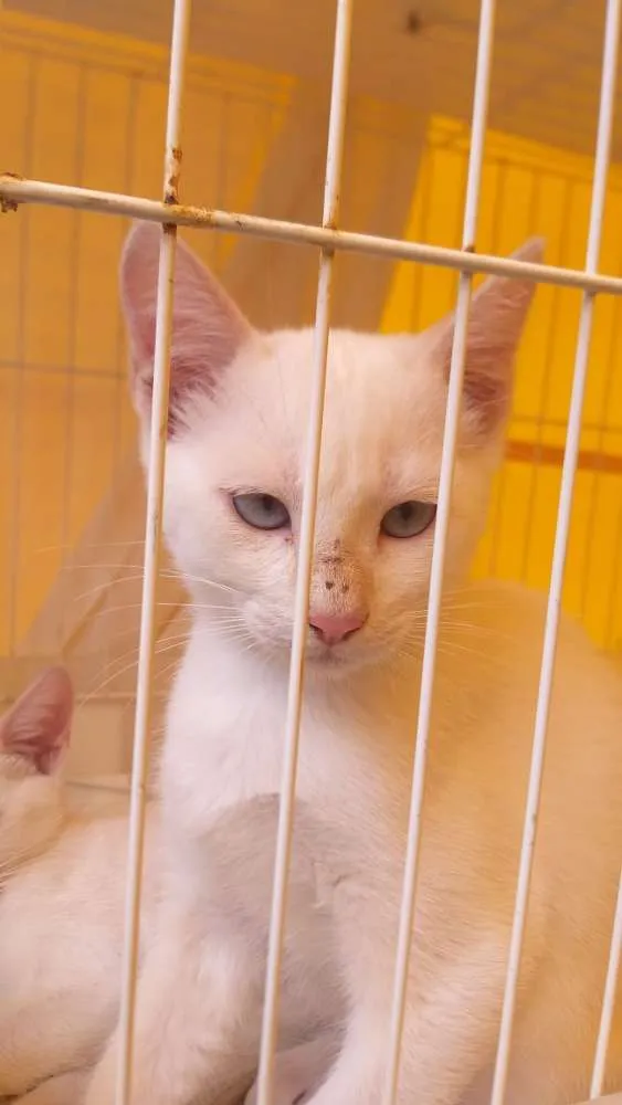 Gato ra a Srs idade 2 a 6 meses nome Branquinho