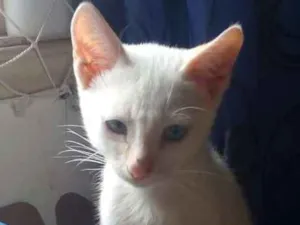 Gato raça Srs idade 2 a 6 meses nome Branquinho