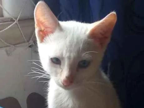 Gato ra a Srs idade 2 a 6 meses nome Branquinho