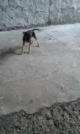 Catarina