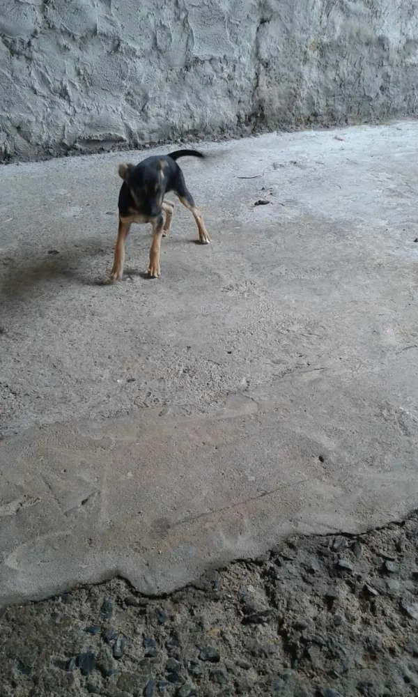 Cachorro raça Sem raça declarada idade 2 a 6 meses nome Catarina
