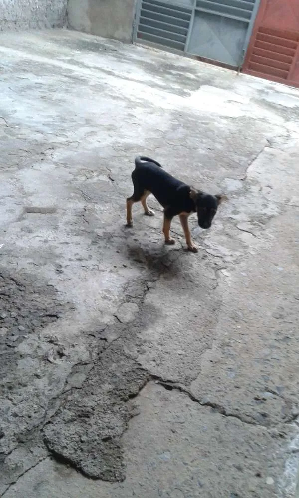 Cachorro raça Sem raça declarada idade 2 a 6 meses nome Catarina