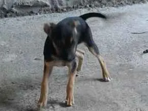 Cachorro raça Sem raça declarada idade 2 a 6 meses nome Catarina