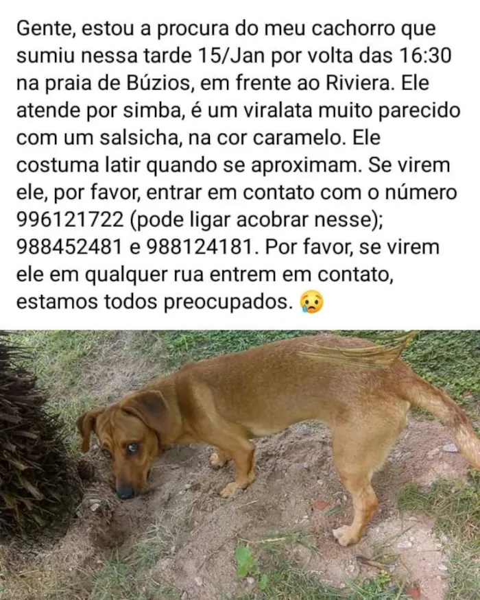 Cachorro ra a Vira-lata idade 1 ano nome Simba