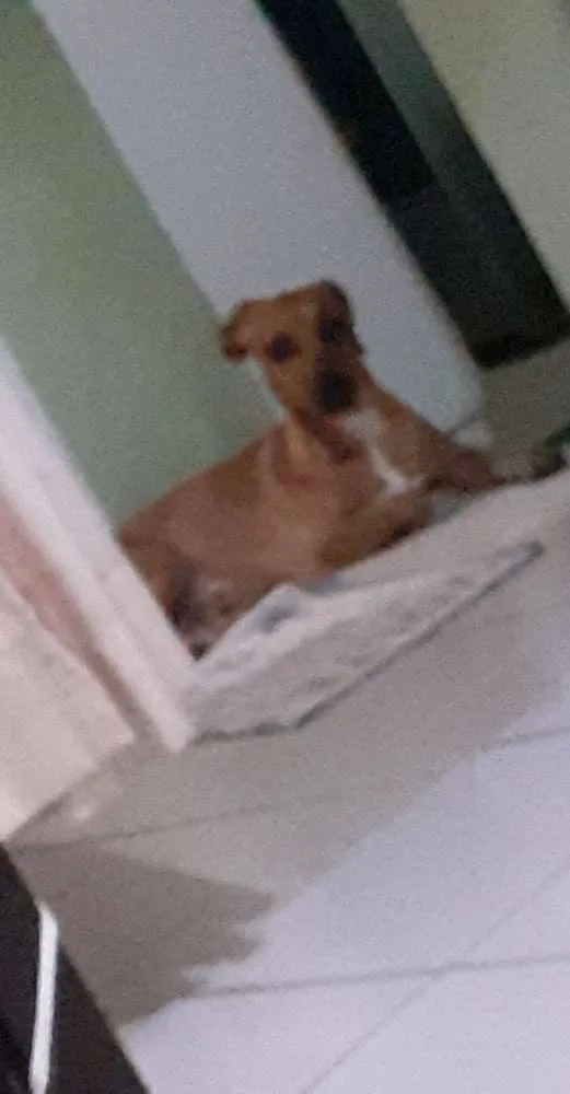 Cachorro ra a Vira-lata idade 1 ano nome Simba