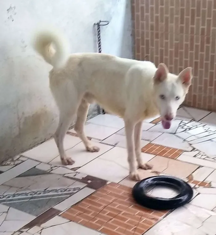 Cachorro raça Husky Siberiano com Pastor Ale idade 6 ou mais anos nome Luck