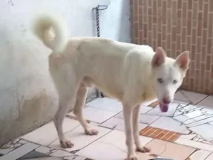 Cachorro raça Husky Siberiano com Pastor Ale idade 6 ou mais anos nome Luck