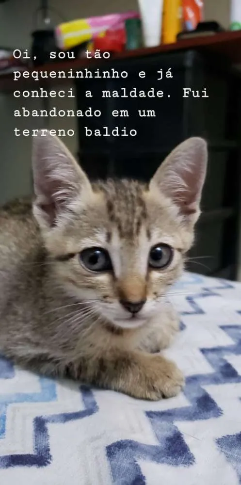 Gato raça  idade 2 a 6 meses nome Gatinha