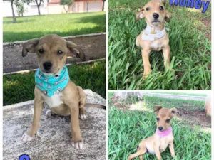 Cachorro raça SRD idade 2 a 6 meses nome Honey, Sugar e Candy