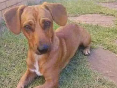 Cachorro ra a Vira-lata idade 1 ano nome Simba