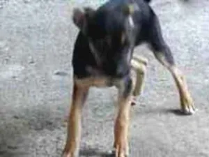 Cachorro raça Sem raça declarada idade 2 a 6 meses nome Catarina