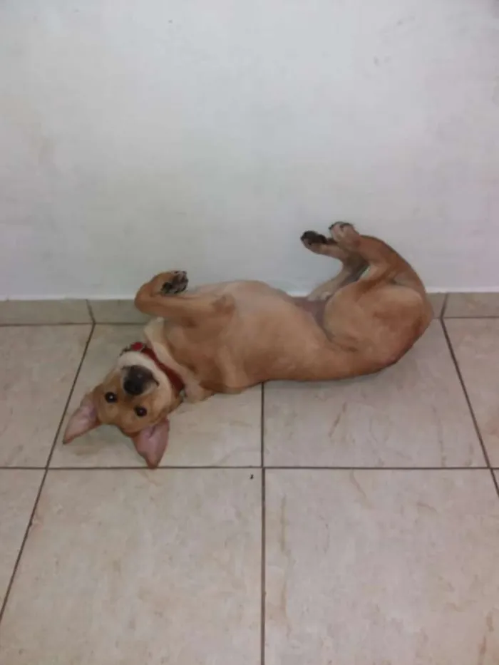 Cachorro ra a Não definida idade 7 a 11 meses nome Bob