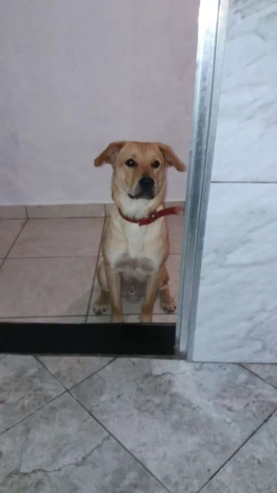 Cachorro ra a Não definida idade 7 a 11 meses nome Bob