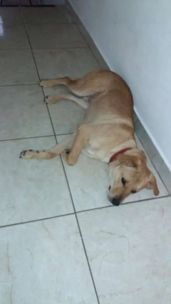 Cachorro ra a Não definida idade 7 a 11 meses nome Bob