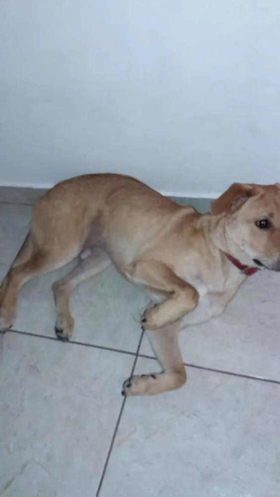 Cachorro ra a Não definida idade 7 a 11 meses nome Bob