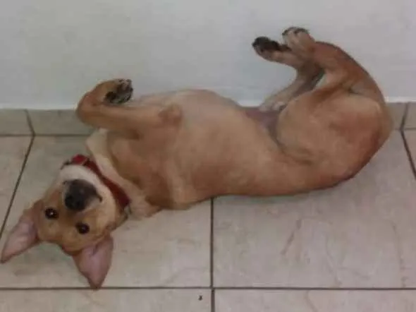 Cachorro ra a Não definida idade 7 a 11 meses nome Bob