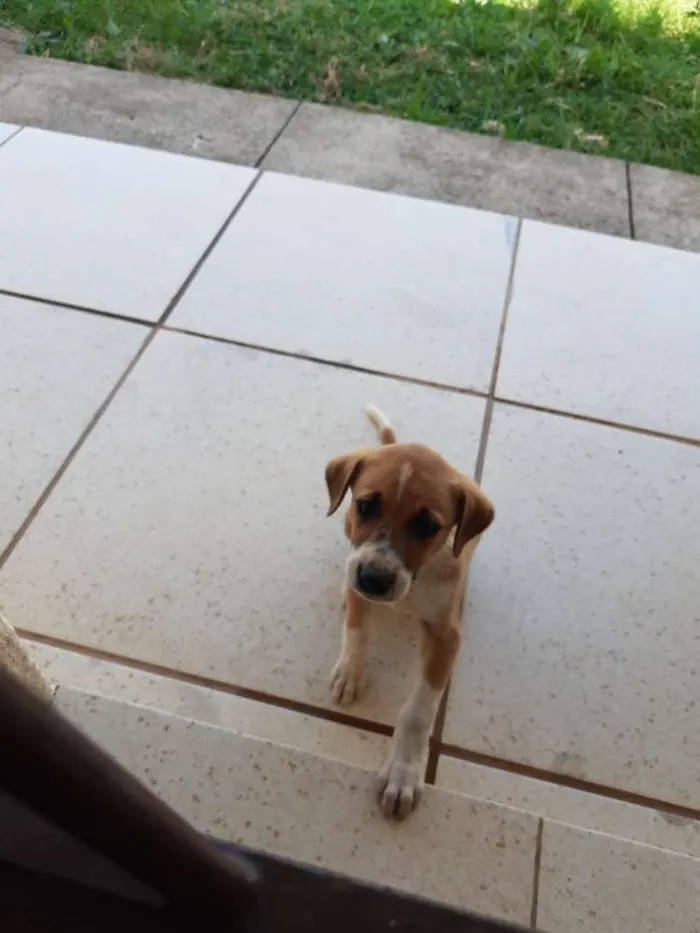 Cachorro ra a Não definida idade Abaixo de 2 meses nome Baita