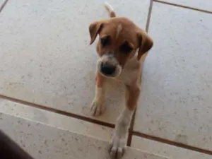 Cachorro raça Não definida idade Abaixo de 2 meses nome Baita