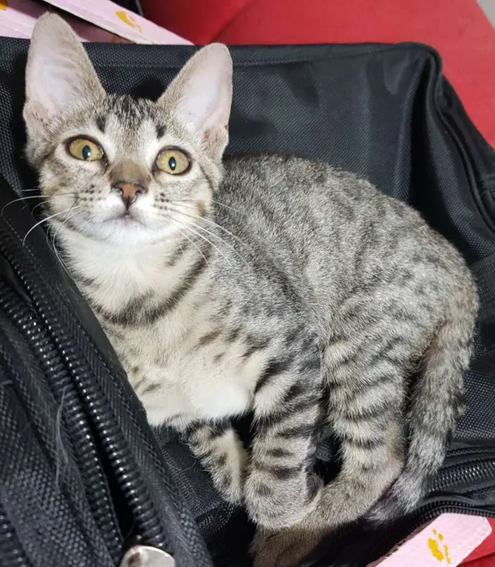 Gato ra a Srd idade 2 a 6 meses nome Flor